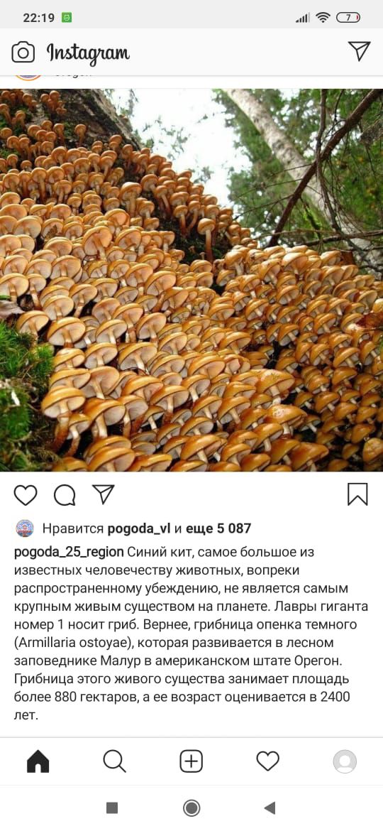 Синий кит, самое большое из известных человеку животных, вопреки распространенному убеждению, не является самым крупным живым существом на планете. Лавры гиганта номер 1 носит гриб. Вернее, грибница опенка темного (Armillaria ostoyae), которая развивается в лесном заповеднике Малур в американском штате Орегон. Грибница этого живого существа занимает площадь более 880 гектаров, а ее возраст оценивается в 2400 лет.