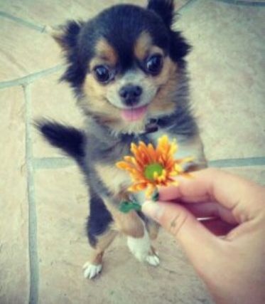 Щенок чихуахуа получает цветок от человека