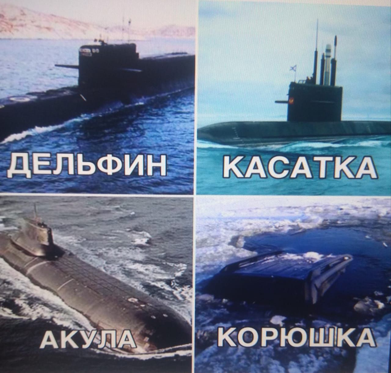 ДЕЛЬФИН КАСАТКА АКУЛА КОРЮШКА