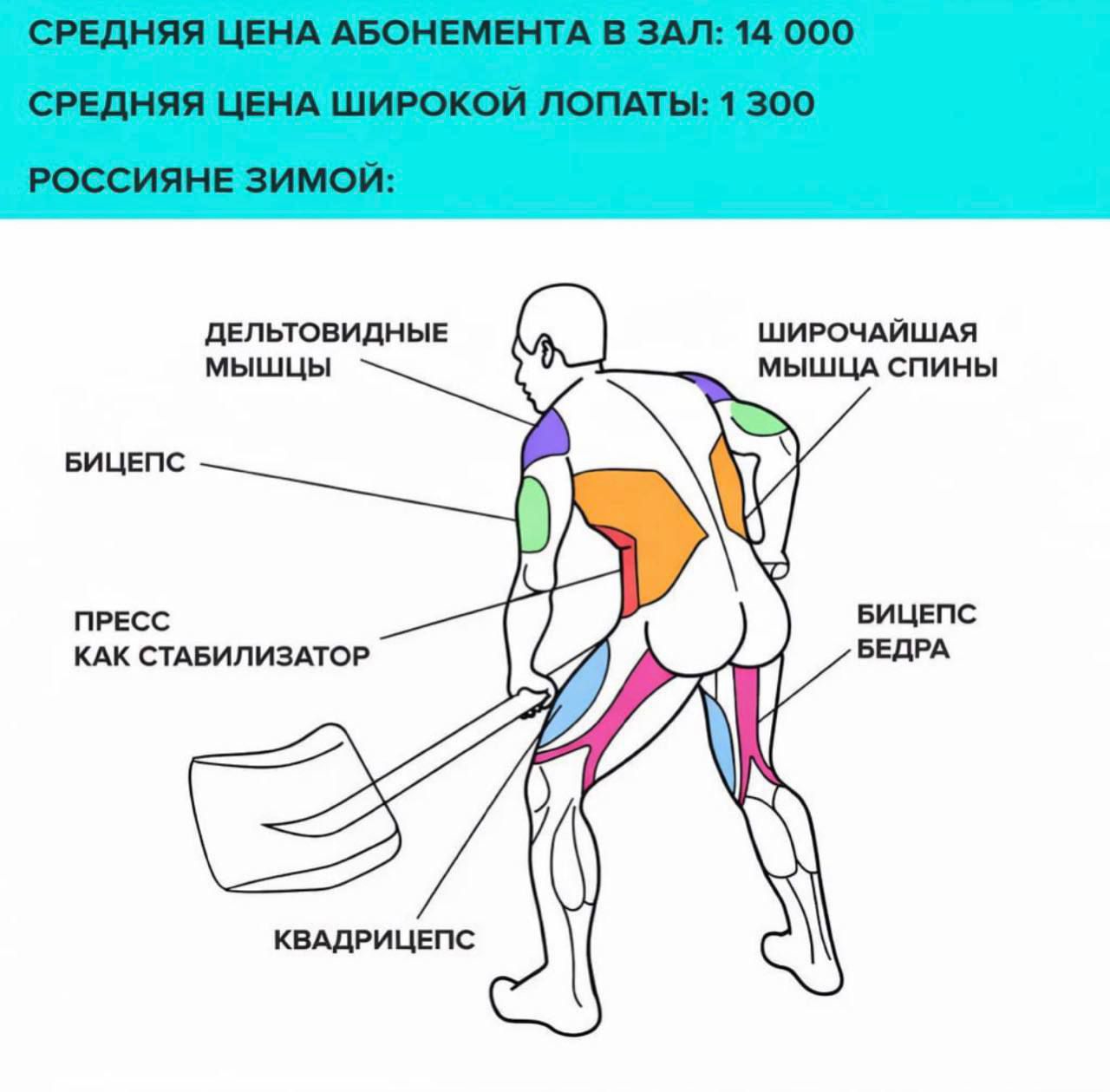 СРЕДНЯЯ ЦЕНА АБОНЕМЕНТА В ЗАЛ: 14 000
СРЕДНЯЯ ЦЕНА ШИРОКОЙ ЛОПАТЫ: 1 300
РОССИЯНЕ ЗИМОЙ:
ДЕЛЬТОВИДНЫЕ МЫШЦЫ
ШИРОЧАЙШАЯ МЫШЦА СПИНЫ
БИЦЕПС
ПРЕСС КАК СТАБИЛИЗАТОР
КВАДРИЦЕПС
БИЦЕПС БЕДРА