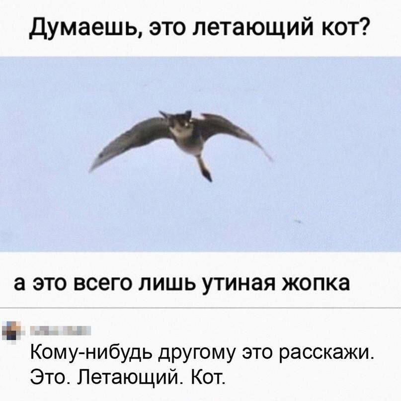 Думаешь, это летающий кот?
а это всего лишь утиной жопка