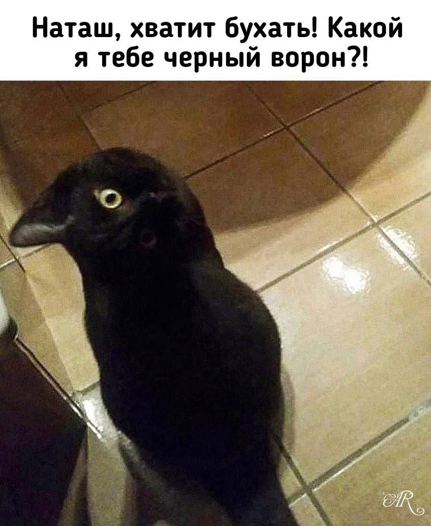 Наташ, хватит бухать! Какой я тебе черный ворон?!