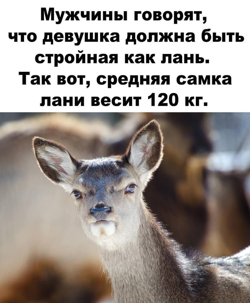 Мужчины говорят, что девушка должна быть стройная как лань. Так вот, средняя самка лани весит 120 кг.