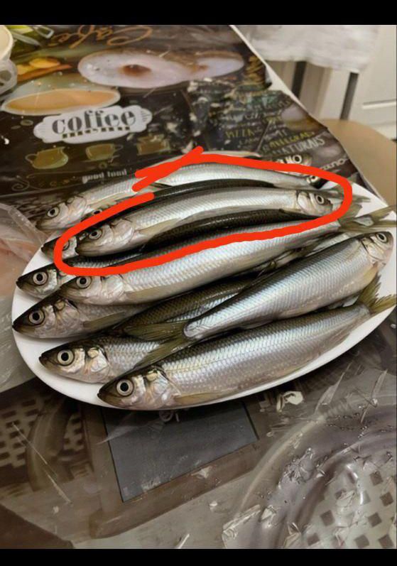 На тарелке несколько рыб, выделено красной рамкой