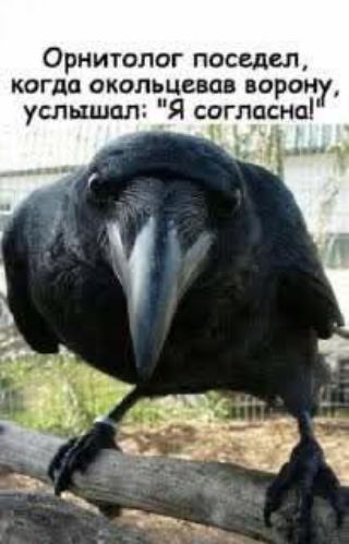 Орнитолог поселел, когда окольцевав ворону, услышал: 