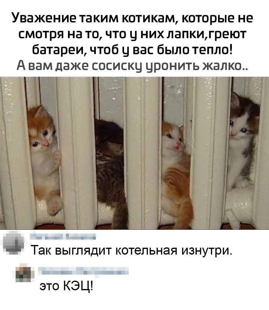 Уважение таким котикам, которые не смотря на то, что и них лапки, греют батареи, чтобы у вас было тепло! А вам даже сосиску уронить жалко..