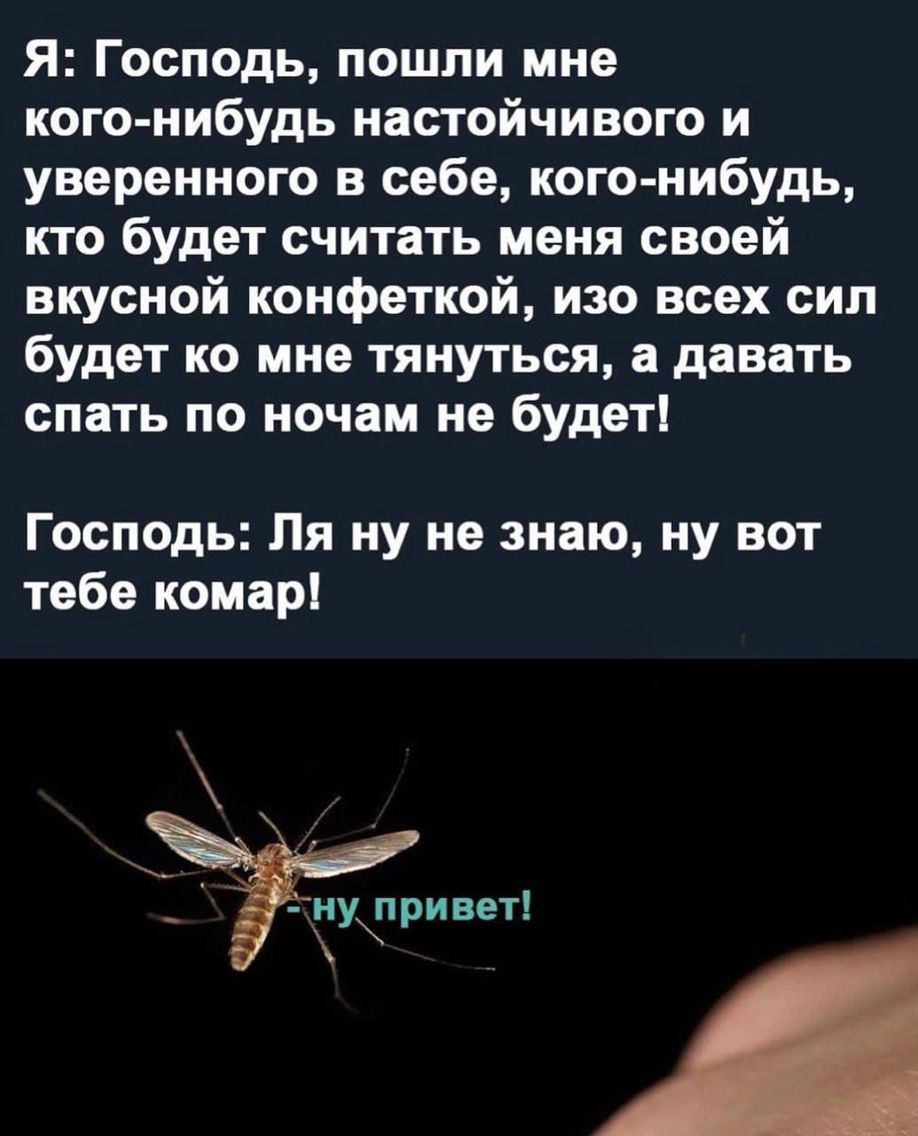 Я: Господь, пошли мне кого-нибудь настойчивого и уверенного в себе, кого-нибудь, кто будет считать меня своей вкусной конфеткой, изо всех сил будет ко мне тянуться, а давать спать по ночам не будет! Господь: Ля ну не знаю, ну вот тебе комар!