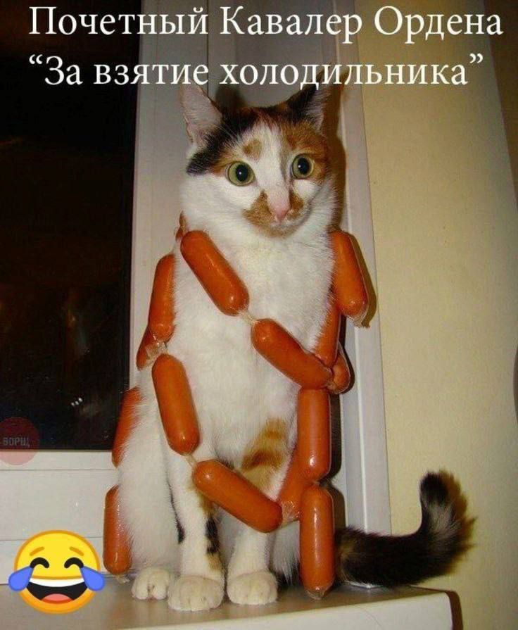 Почетный кавалер ордена 'За взятие холодильника'