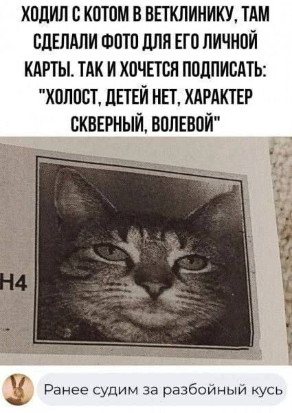 Ходил с котом в ветклинику, там сделали фото для его личной карты. Так и хочется подписать: 'Холост, детей нет, характер скверный, волевой'. Ранее судим за разбойный кусь