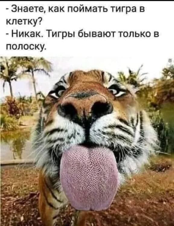 - Знаете, как поймать тигра в клетку? - Никак. Тигры бывают только в полоску.