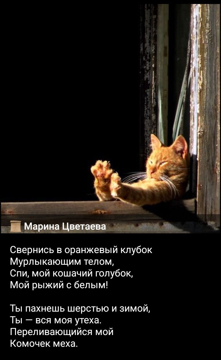 Марина Цветаева
Свернись в оранжевый клубок
Мурлыкaющим телом,
Спи, мой кошачий голубок,
Мой рыжий с белым!

Ты пахнешь шерстью и зимой,
Ты — вся моя утеха.
Переливающийся мой
Комочек меха.
