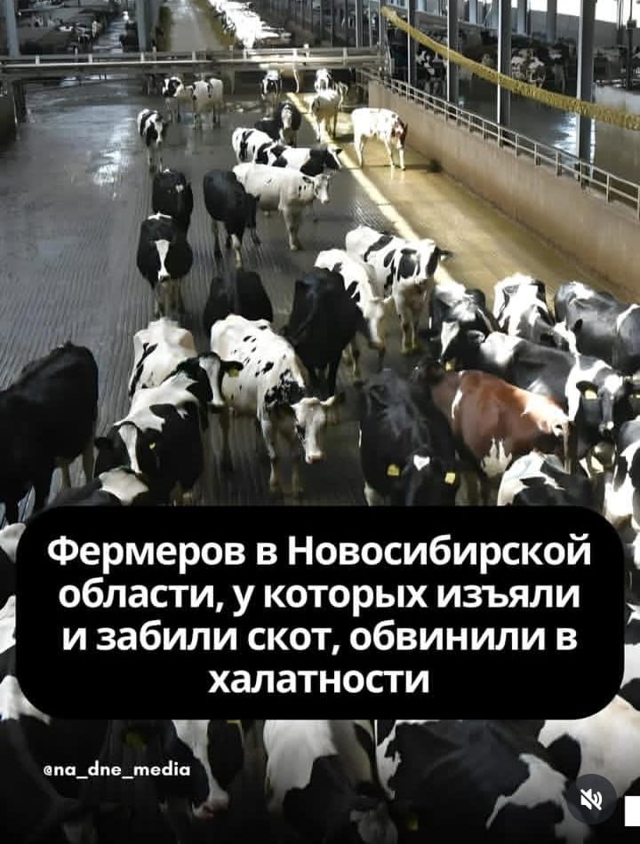 Фермеров в Новосибирской области, у которых изъяли и забили скот, обвинили в халатности