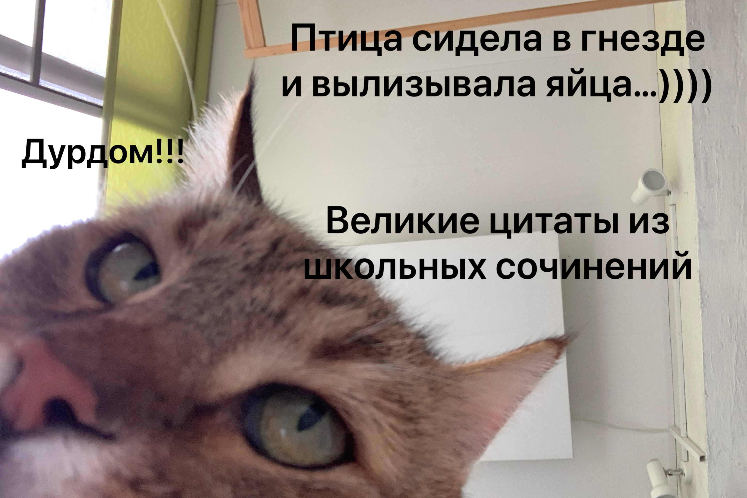 Птица сидела Е гнёзде и выпизывапа яйца 0 Великие цитаты из льных соч ений