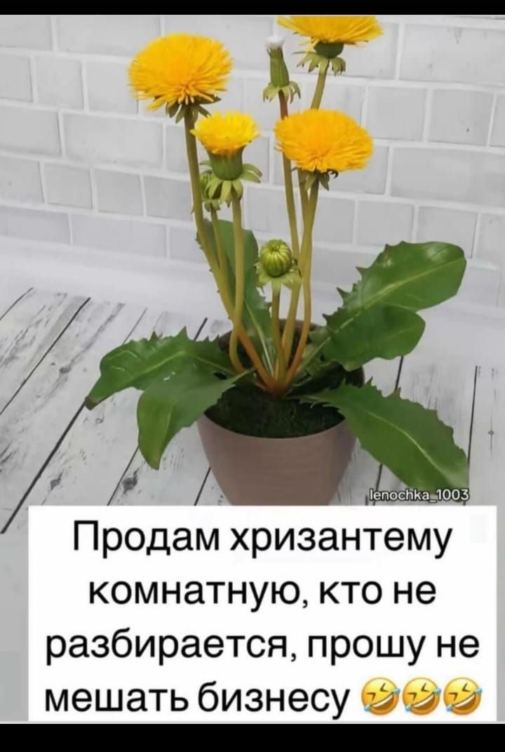 Продам хризантему комнатную, кто не разбирается, прошу не мешать бизнесу 🤣🤣
