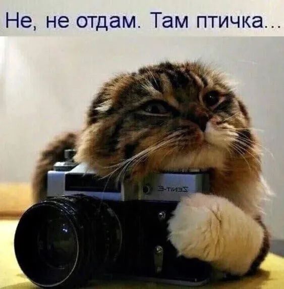 Не не отдам Там птичка