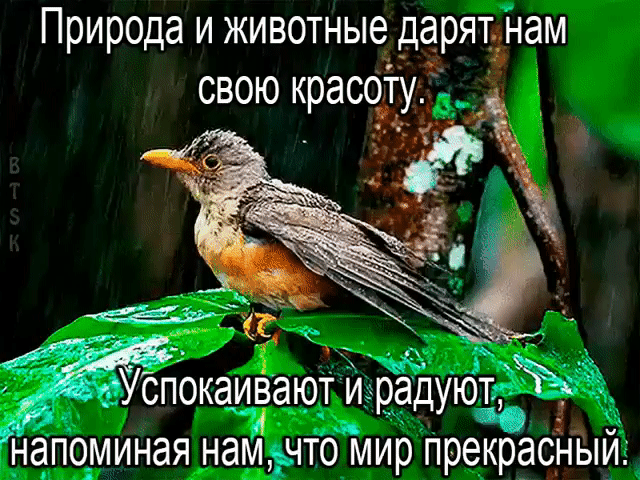 Природа и животные дарятінам окаиэают и радуютд напоминая намнто мир прекрасным