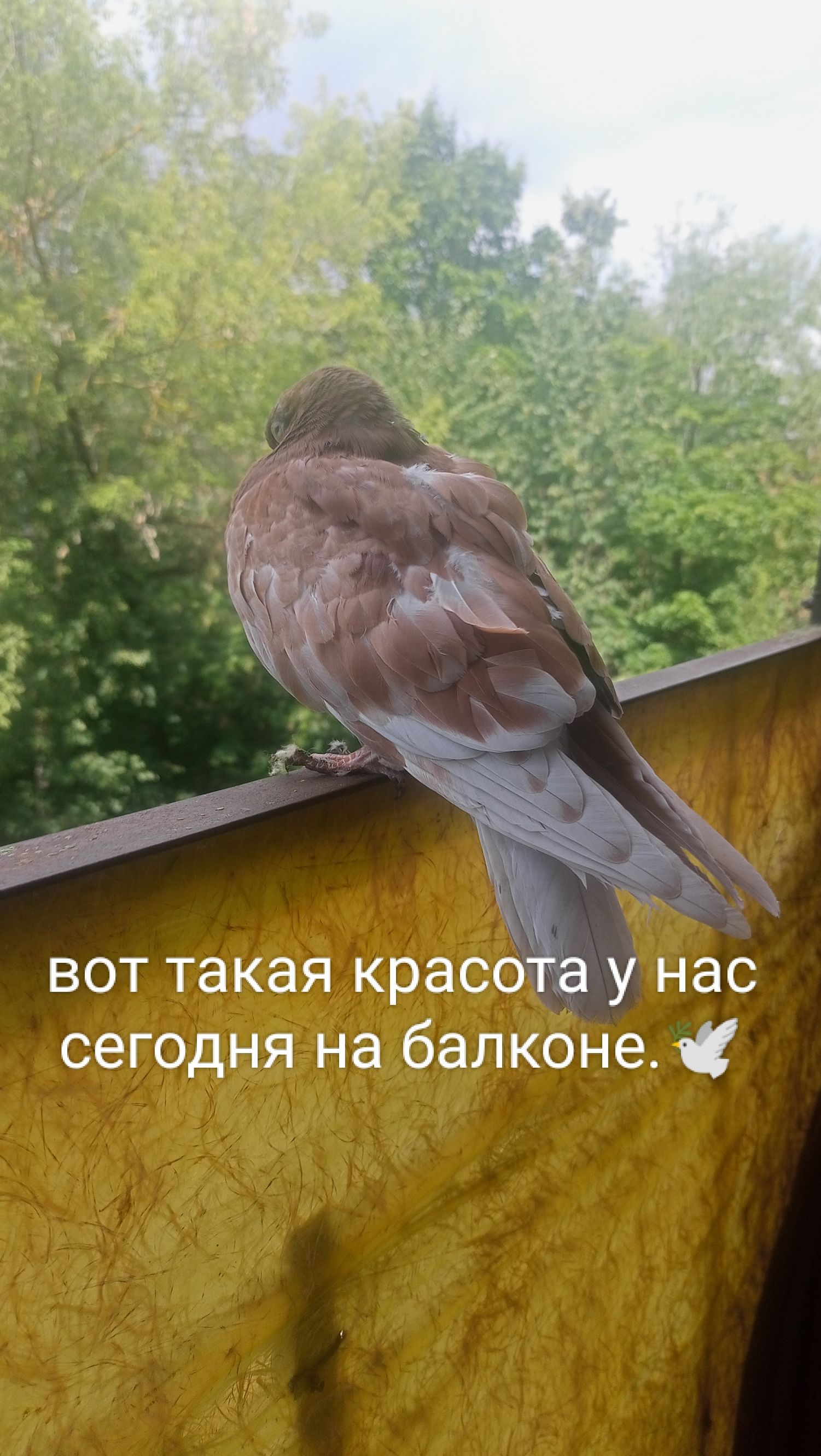 5 вот такая красота у нас сегодня на балконе