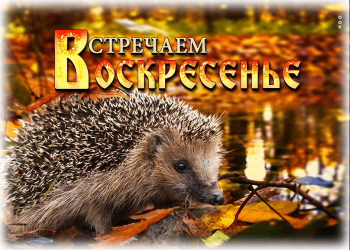СТЁЕЧАЕМ сьчп ін 5