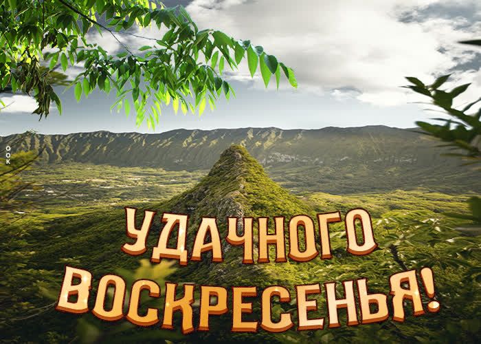 ЧДД ЧП