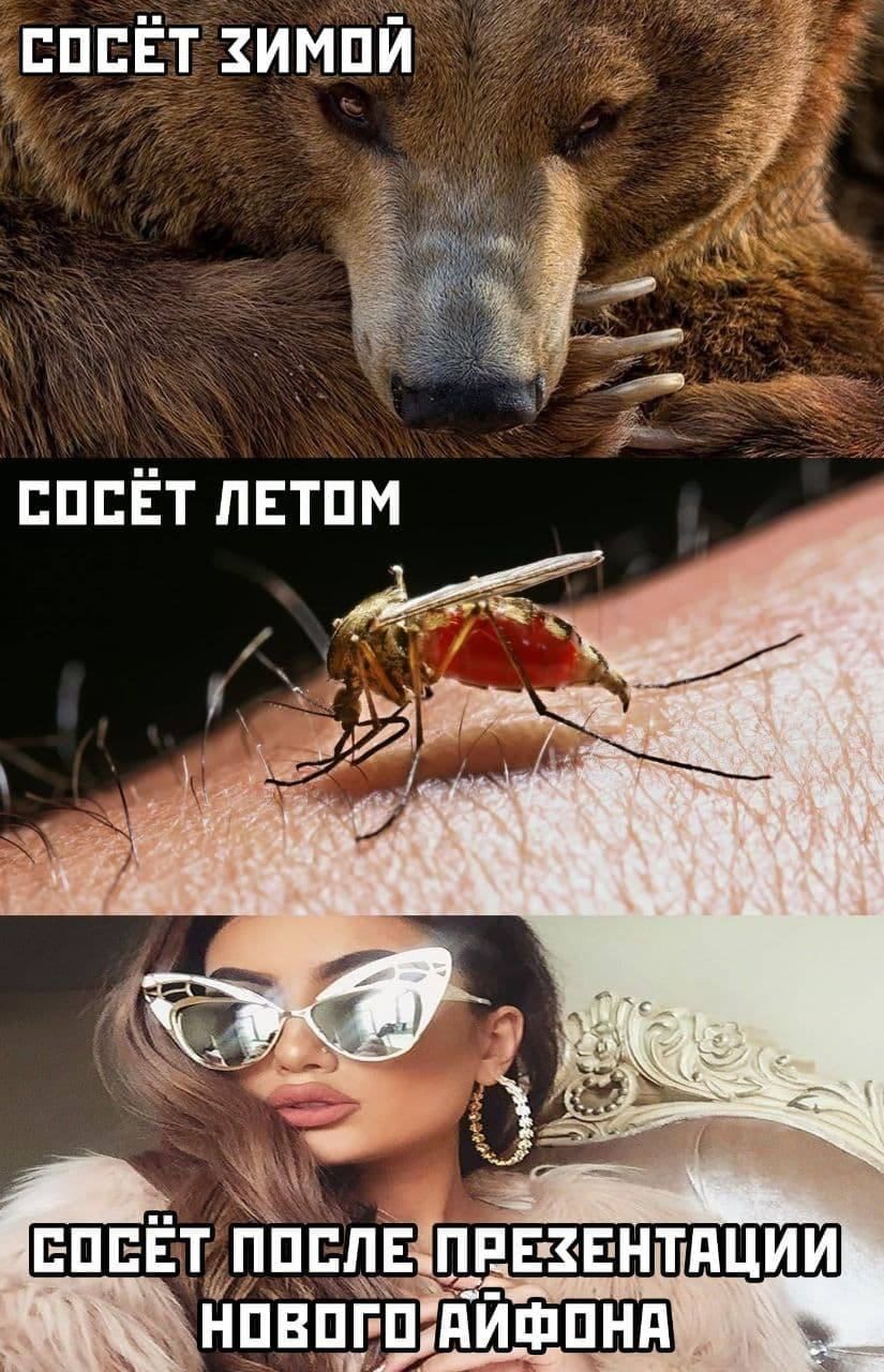 пппЁт импй