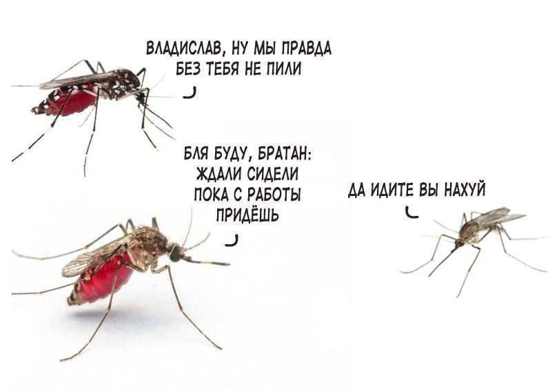 МН ИВМ БЕЗ ТЕБЯ МЕ ИЛИ ЕМ БУДУ БРАТА шли сиши помешан мтпввнишй пгшЕшь к