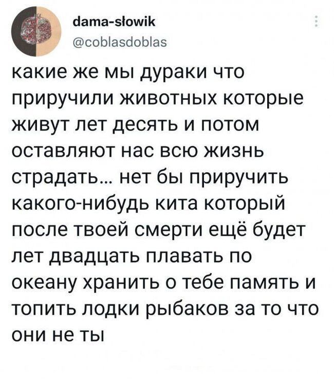бата зіошік соЫазйоЫаз какие же мы дураки что приручили животных которые живут лет десять и потом оставляют нас всю жизнь страдать нет бы приручить какого нибудь кита который после твоей смерти ещё будет лет двадцать плавать по океану хранить о тебе память и топить лодки рыбаков за то что они не ты