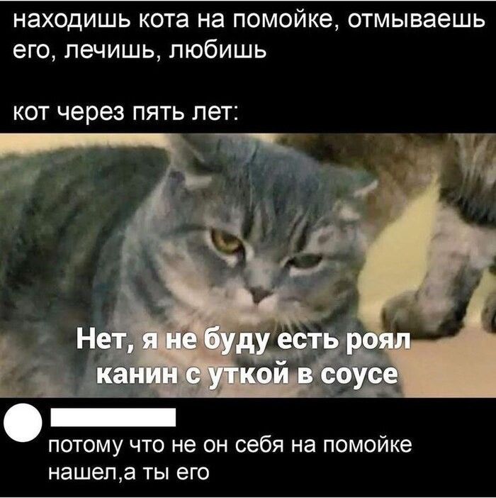 находишь кота на помойке отмываешь его лечишь любишь КОТ через ПЯТЬ ЛЕТ потому что не он себя на помойке НЗШЕГДЗ ТЫ его