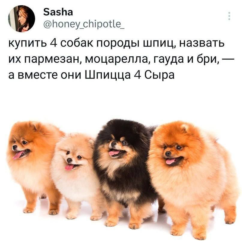 Зазпа нопеу_с1іропе_ КУПИТЬ 4 собак ПОРОДЫ ШПИЦ НЗЭВЗТЬ их пармезан моцарелла гауда и бри а вместе они Шпицца 4 Сыра