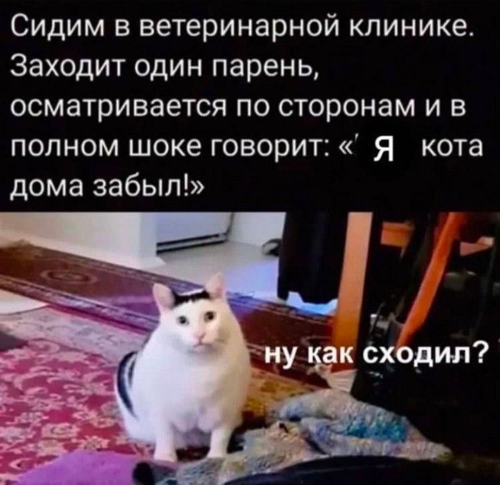 Сидим в ветеринарной клинике Заходит один парень осматривается по сторонам и в полном шоке говорит я кота дома забыл