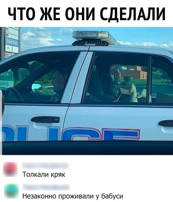 ЧТО ЖЕ ОНИ СДЕЛАЛИ и __ іх г У 1 М д 5 ___Г __ _ Топкапи кряк Незаконно проживали у бабуси