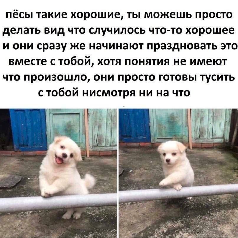 пёсы такие хорошие ты можешь просто делать вид что случилось чтото хорошее и они сразу же начинают праздновать это вместе с тобой хотя понятия не имеют что произошло они просто готовы тусить с тобой нисмотря ни на что