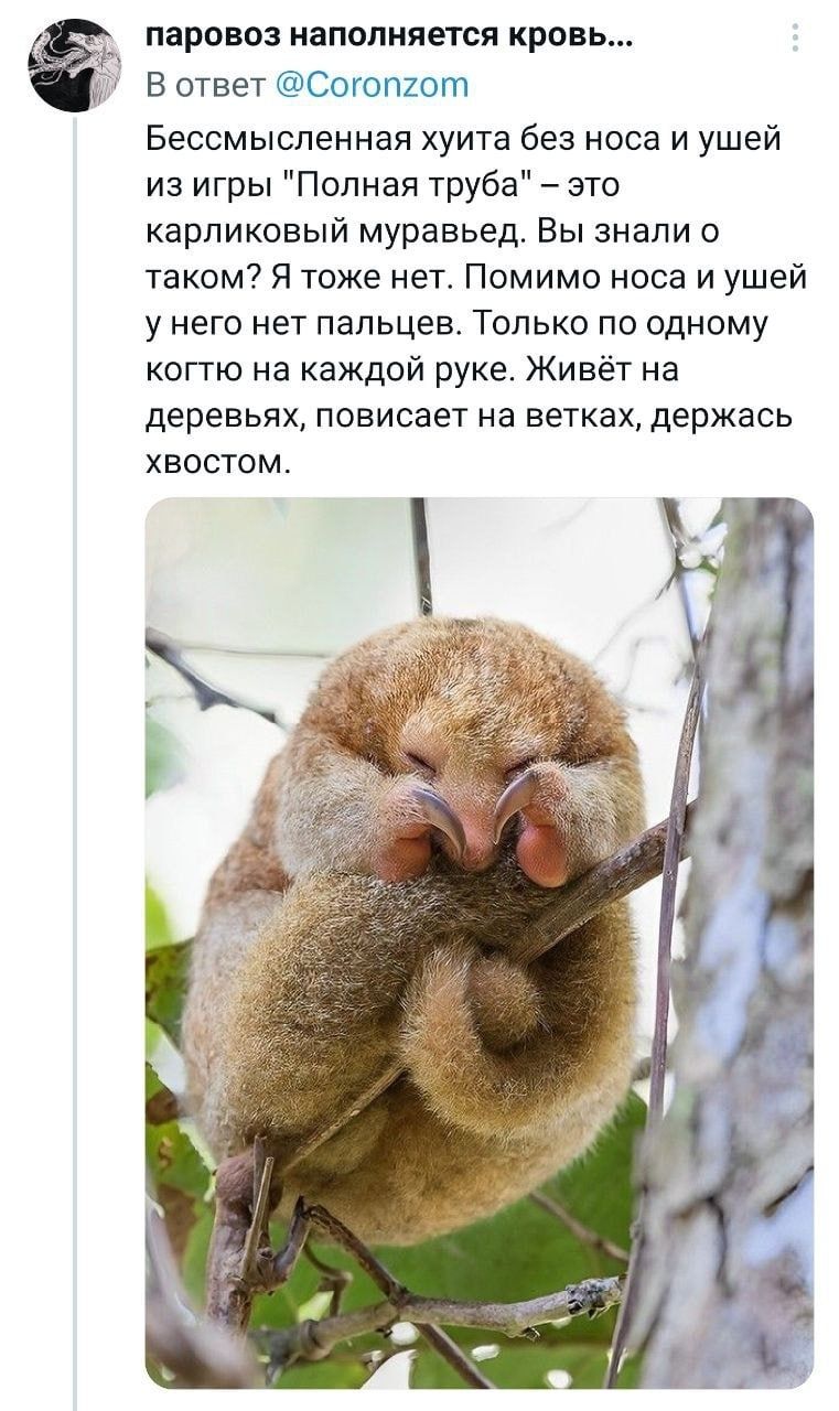 паровоз наполняется кровь В ответ С гум ты Бессмысленная уита без носа и ушей из игры Полная труба это карликовый муравьед Вы знали о таком Я тоже нет Помимо носа и ушей у него нет пальцев Только по одному кото на каждой руке Живёт на деревьях повисает на ветках держась хвостом