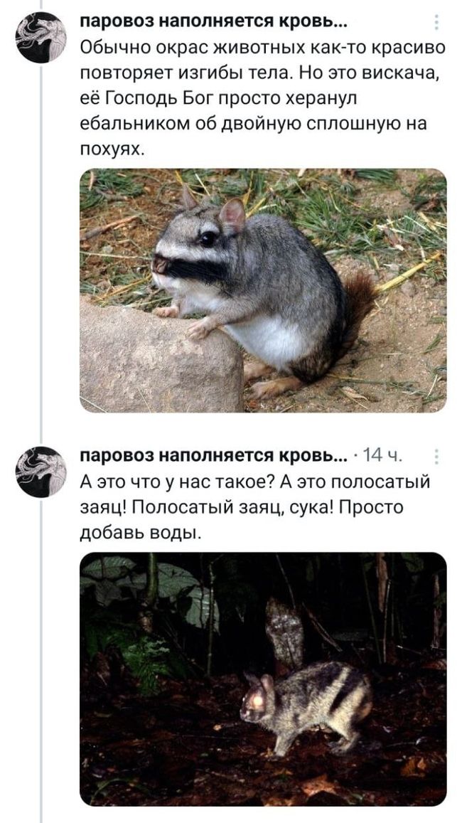 паровоз наполняется кровь Обычно окрас животных както красиво повторяет изгибы тела Но это вискача её Господь Бог просто херанул ебапьником об двойную сплошную на похупх паровоз наполняется кровь И ч А это что у нас такое А это полосатый заяц Полосатый заяц сука Просто добавь воды