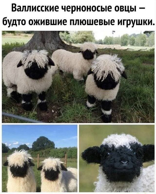 ВЗЛЛИССКИЕ черноносые ОВЦЫ