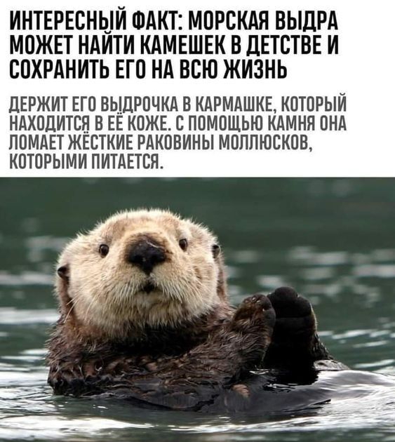 ИНТЕРЕСНЫЙ ФАКТ МПРСКАЯ ВЫДРА МОЖЕТ НАЙТИ КАМЕШЕК В ЦЕТСТВЕ И СПХРАНИТЬ ЕП Нд всю ЖИЗНЬ ЦЕРЖИТ ЕГВ выцрпчкд в КАРМАШКЕ кпшгый НАХОДИТСВ В ЕЁ КПЖЕ В ППМПЩЬЮ КАМНИ ПНА ЛПМАЕТ ЖЕСТКИЕ РАКОВИНЫ МПППЮСКОВ КПТПРЫМИ ПИТАЕТСП
