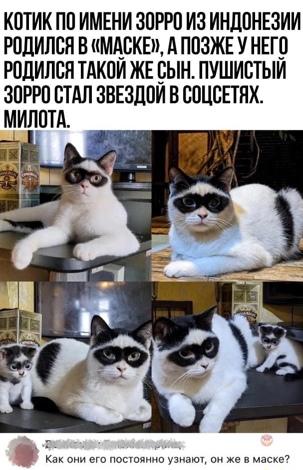 КОТИК ПП ИМЕНИ ЗПРРП ИЗ ИНДОНЕЗИИ РПДИЛСЯ В МАЕКЕ А ПОЗЖЕ У НЕГП РПДИЛСЯ ТАКПИ ЖЕ СЫН ПУШИСТЫИ ЗПРРП СТАЛ ЗВЕЗДПИ В СПЦВЕТЯХ МИППТА