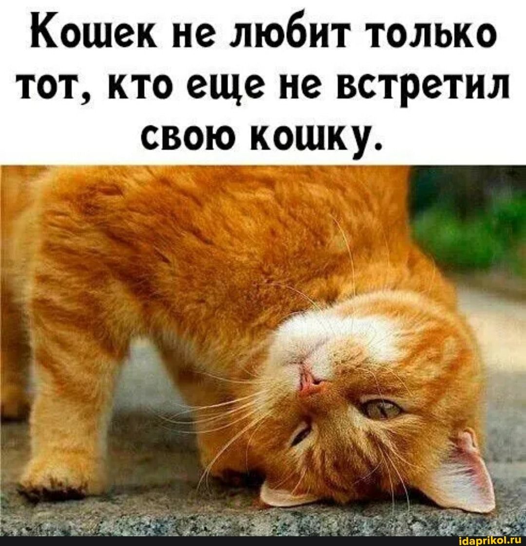 Кошек не любит только тот кто еще не встретил свою кошку