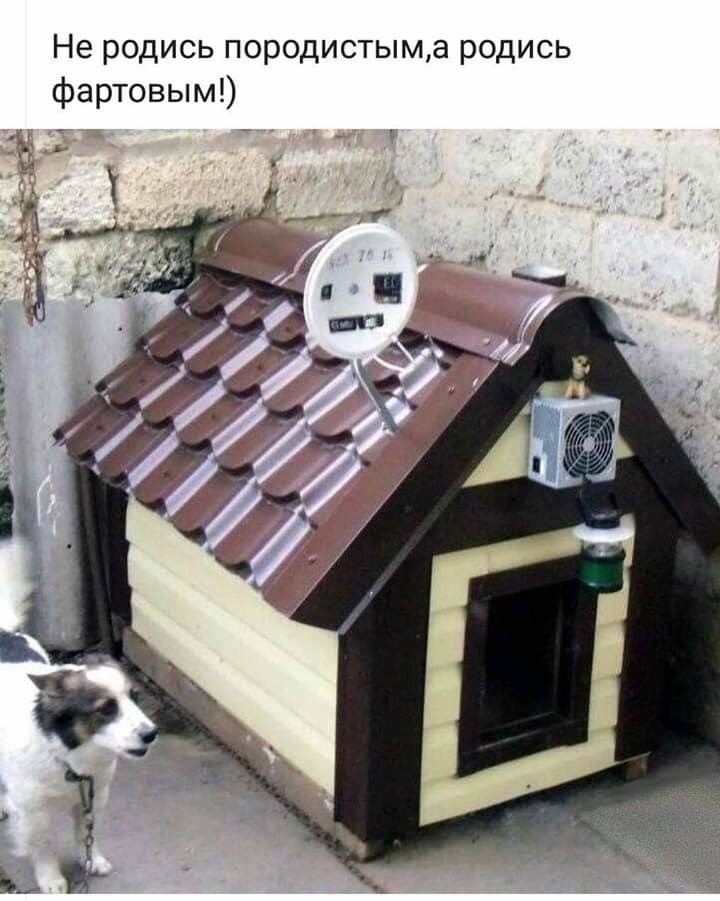 Не родись породистыма родись фартовым