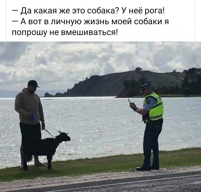 Да какая же это собака У неё рога А вот в личную жизнь моей собаки я попрошу не вмешиваться