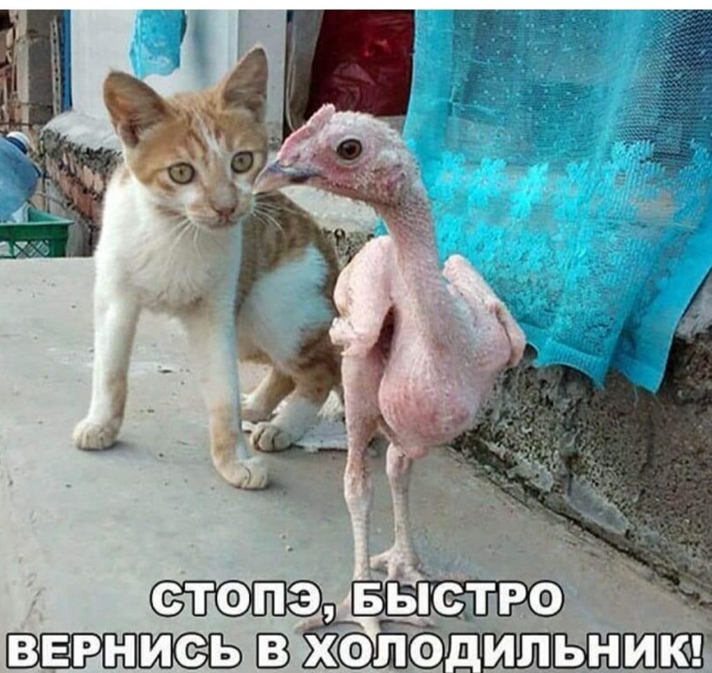 ВЕРНИСЬ З ХФЛФ ПИЛЬНИ