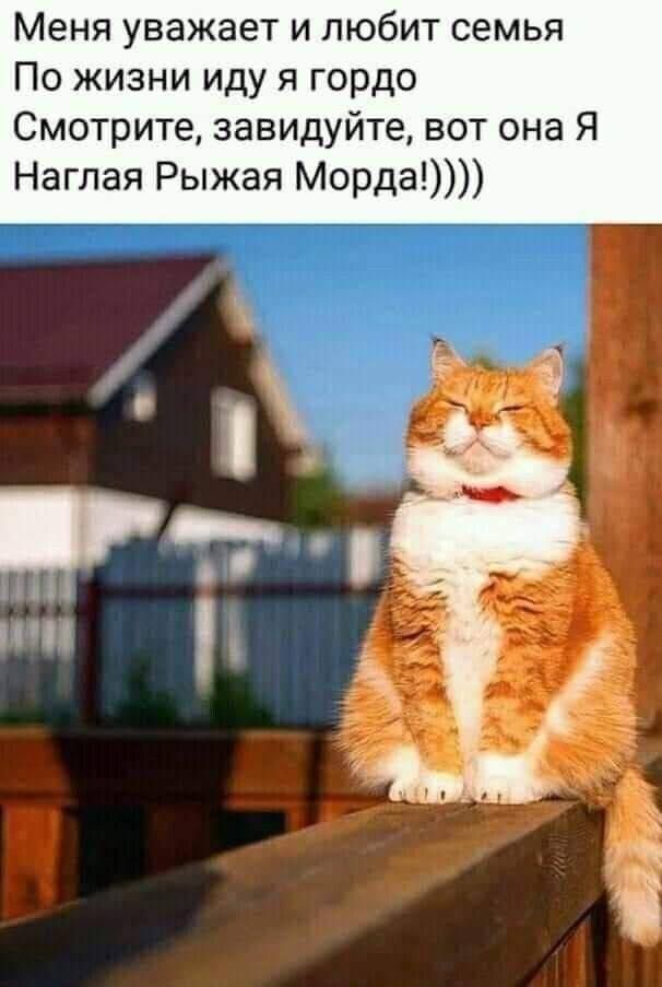 Меня уважает и любит семья По жизни иду я гордо Смотрите завидуйте вот она Я Наглая Рыжая Морда