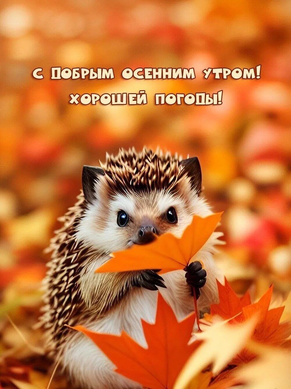 ПеБРЫМ СЕННИМПУтРОМ хРеШЕЙ пегопПы