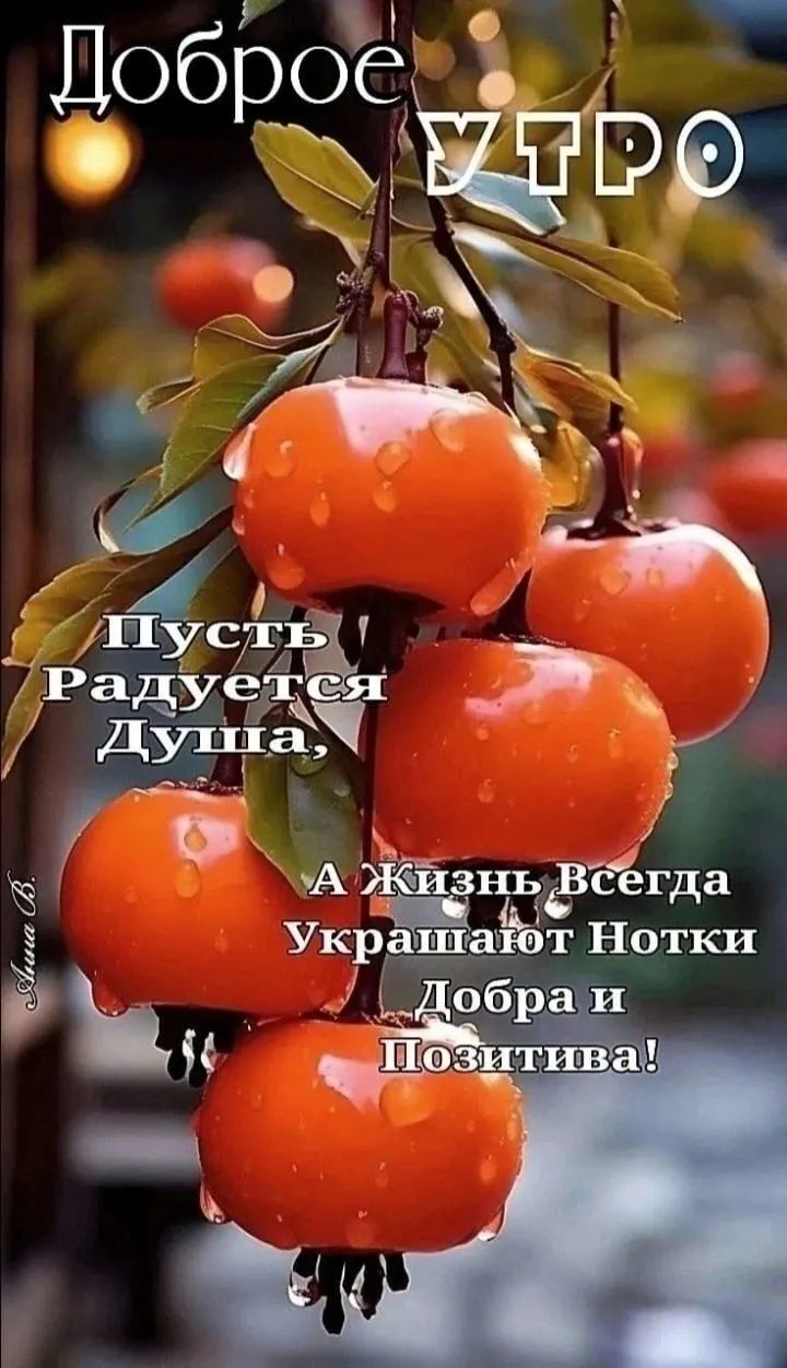 ЛЫ 1711 Радует я _ Дутпа х