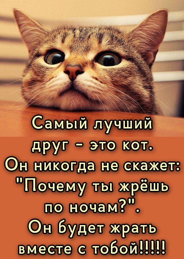 пруг это кот Онникогдане скажет По ночам да Онбудетжрать