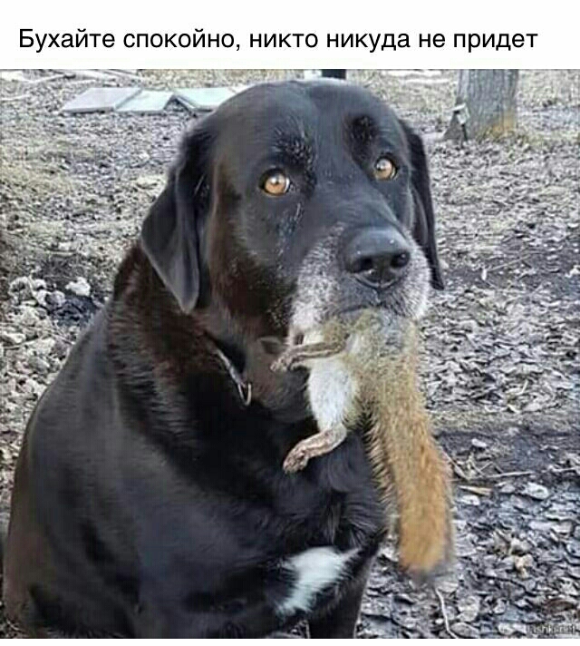 Т е д И р П 9 Н а д у К И Н О Т К И Н О Н И ите СПОКО Буха