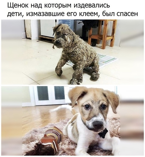 Щенок над КОТОРЫМ издевались дети измазавшие его клеем был спасен