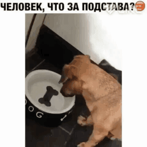 чвповвк что за подствд