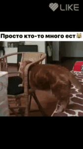 ОЦКЕ типо ю мипгп _