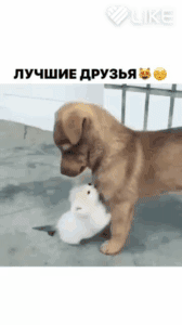 пучшив