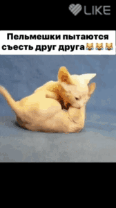 ыке пеммшки пьпаютсл пьесприлип Ч
